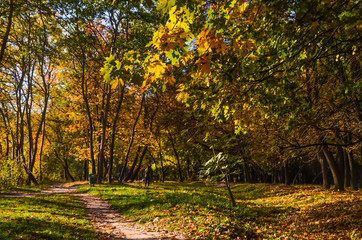 City park in the sunny day in the autumn season