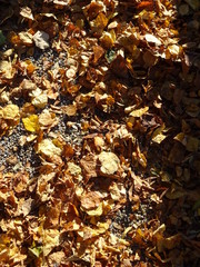 Herbstlicher Blätterhaufen