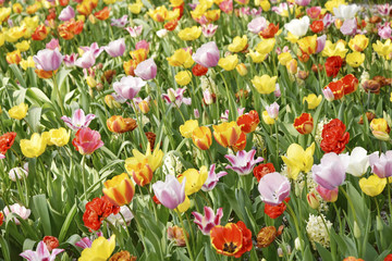 Colorful tulips