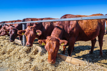 breed of hornless dairy cows eating silos fodder in cowshed farm somewhere in central Ukraine, agriculture industry, farming and animal husbandry concept