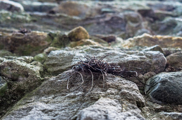 Radici tra le rocce del muro