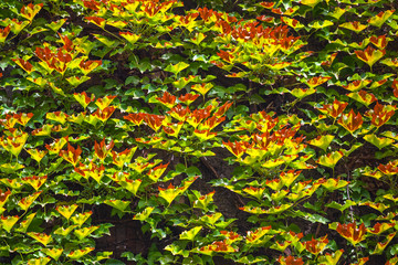 View of house facade with wall, covered by overgrown creeper plant