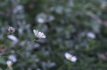 Campo di margherite (fiori)