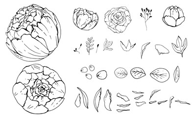 Pion flowers, Hand-drawn. objects isolated. Botanical drawings, Black and white with line art illustration.on white background, Vector illustration, sketch