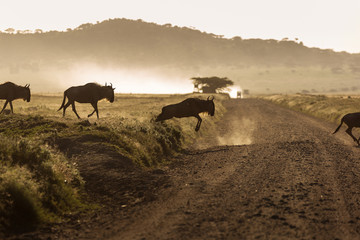 Wildebeest (Gnu Antelope) running over a road in Serengeti National Park, Africa.