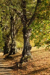 Herbst auf der schwäbischen alb
