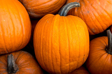 Harvest pumpkin rice straw background.
