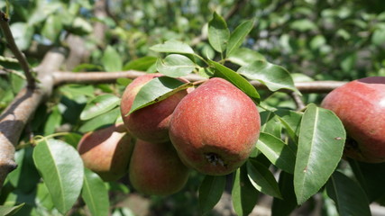 ripe pear fruit on the tree