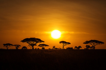 Fototapeta na wymiar Acacia trees at sunrise with beatiful red sky in background. National Park of Serengeti Tanzania.