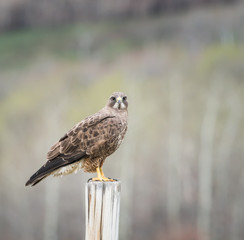 Hawk