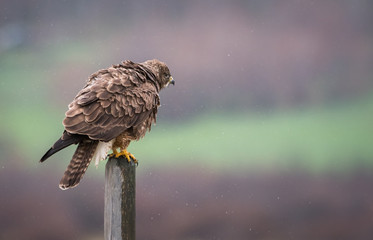 Hawk