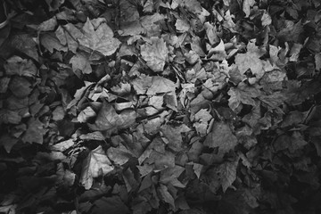 Leafs texture
