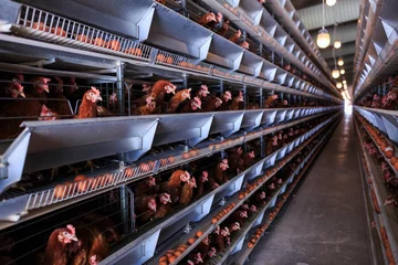 Fotobehang Kip Fabrieksproductie van kippeneieren. Rode kippen zitten in speciale kooien. Lineair perspectief. Agribusiness bedrijf.