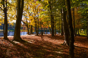 City park in the sunny day in the autumn season