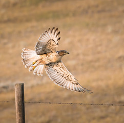 Hawk