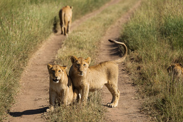 Group of lions in the road of National Park of Serengeti, Tanzania