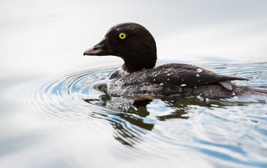 Golden eye
