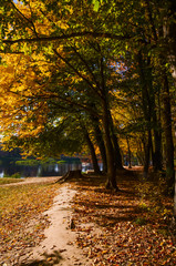 Fototapeta na wymiar City park in the sunny day in the autumn season
