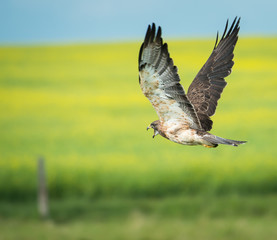 Hawk
