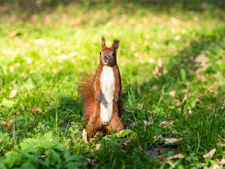 Red squirrel with pointed ears and bright white chest looking cheerfully straight at camera
