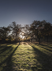 Bäume und Wiese im Gegenlicht
