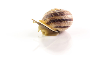Chiocciola su sfondo bianco