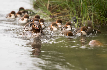 Merganser