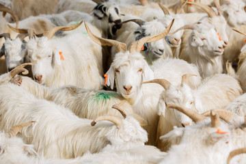 One goat between many - goats on sale at Kashgar Animal Market (Xinjiang Province, China)