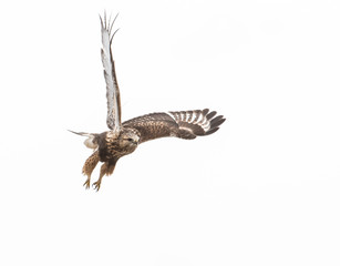 Hawk
