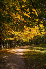 City park in the sunny day in the autumn season
