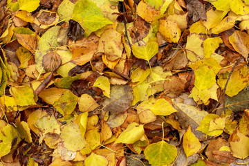 Yellow, autumn leaves lie on the earth.