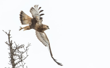 Hawk