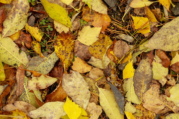 Yellow, autumn leaves lie on the earth.
