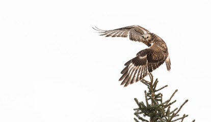 Hawk