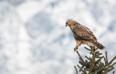 Hawk