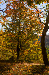 City park in the sunny day in the autumn season