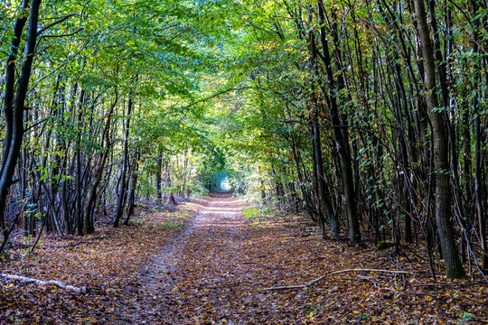 Autumnal forest with fallen leaves on the ground - Saint Germain Forest, France.