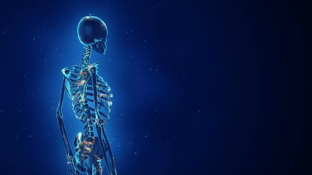 Abstract background with animation of rotation realistic Human skeleton. Backdrop with glow neurons inside skeleton. Animation of seamless loop.