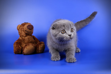 Scottish fold shorthair cat on colored backgrounds