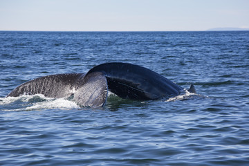 Baleine à bosses