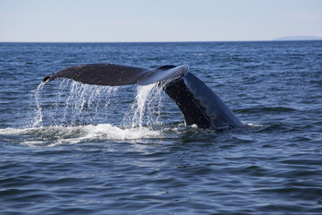 Baleine à bosses © FHoTo