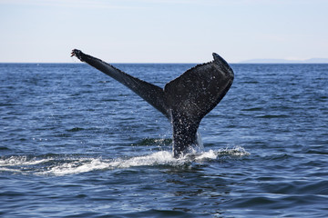 Fototapeta premium Baleine à bosses