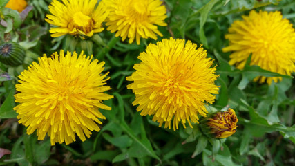 yellow dandelions in the grass,field of yellow tulips,wer on background of green grass,closeup, field, floral, close-up, chamomile, meadow,macro