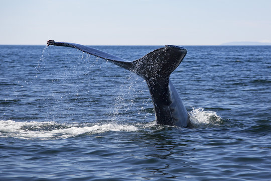 Baleine &agrave; bosses