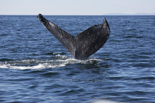 Baleine &agrave; bosses