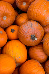 Harvest pumpkin rice straw background..
