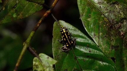 Yellow Poison Dart Frog