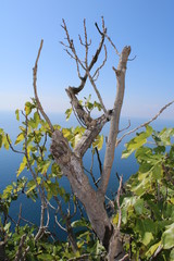 Fototapeta premium Albero spoglio contorto con cielo e mare