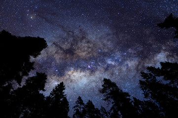 Milky Way above forest treetops.