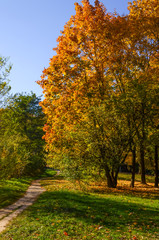Naklejka premium City park in the sunny day in the autumn season